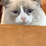 Greycie is registered to the contest to win money with this photo: cat, fluffy, peeking, curious, indoor, feline, face, ears, whiskers, pink_nose, soft_fur, domestic_cat, closeup, table, brown, background, pet, animal, portrait, looking