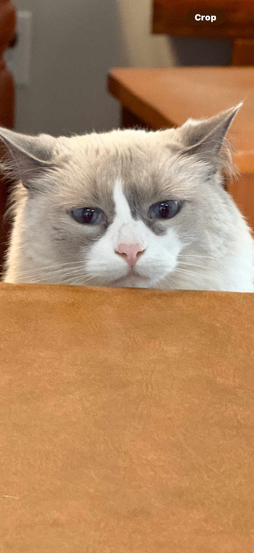 Greycie