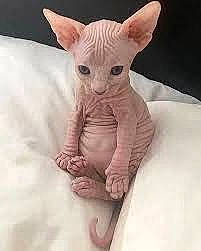 Smeag is registered to the contest to win money with this photo: art, artifact, carmine, carnivore, claw, donskoy, ear, fawn, felidae, fur, head, linens, peach, sleeve, small_to_medium_sized_cats, snout, tail, terrestrial_animal, toy, whiskers