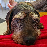 Bobby participe au concours pour gagner de l'argent avec cette photo : dog, pet, animal, close_up, resting, red_blanket, indoor, tattoo, bare_feet, floor, radiator, window, fur, snout, cozy, relaxed, portrait, home, living_room, sleepy