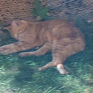 Caline a rejoint le concours — aidez-le/la à gagner de superbes lots ! cat, orange_tabby, grass, outdoor, relaxed, sleeping, animal, pet, feline, blurred, nature, wall, daylight, resting, mammal, fur, whiskers, paw, quiet, calm
