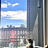 cat, tabby_cat, window, perch, toy, sunlight, blue_sky, clouds, building, brick_building, urban, balcony, daylight, indoor, feline, pet, curious, relaxed, animal, cozy