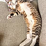 Santiago is registered to the contest to win money with this photo: cat, tabby, sleeping, couch, furniture, cozy, pet, relaxed, fur, whiskers, paw, indoor, cute, animal, domestic, striped, pink_nose, resting, soft, nap