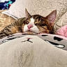 Santiago joined the competition — help win amazing prizes! cat, tabby, sleeping, nap, plush, pillow, cute, cozy, indoor, bed, blanket, soft, relaxed, pet, animal, feline, whiskers, ears, closeup, resting