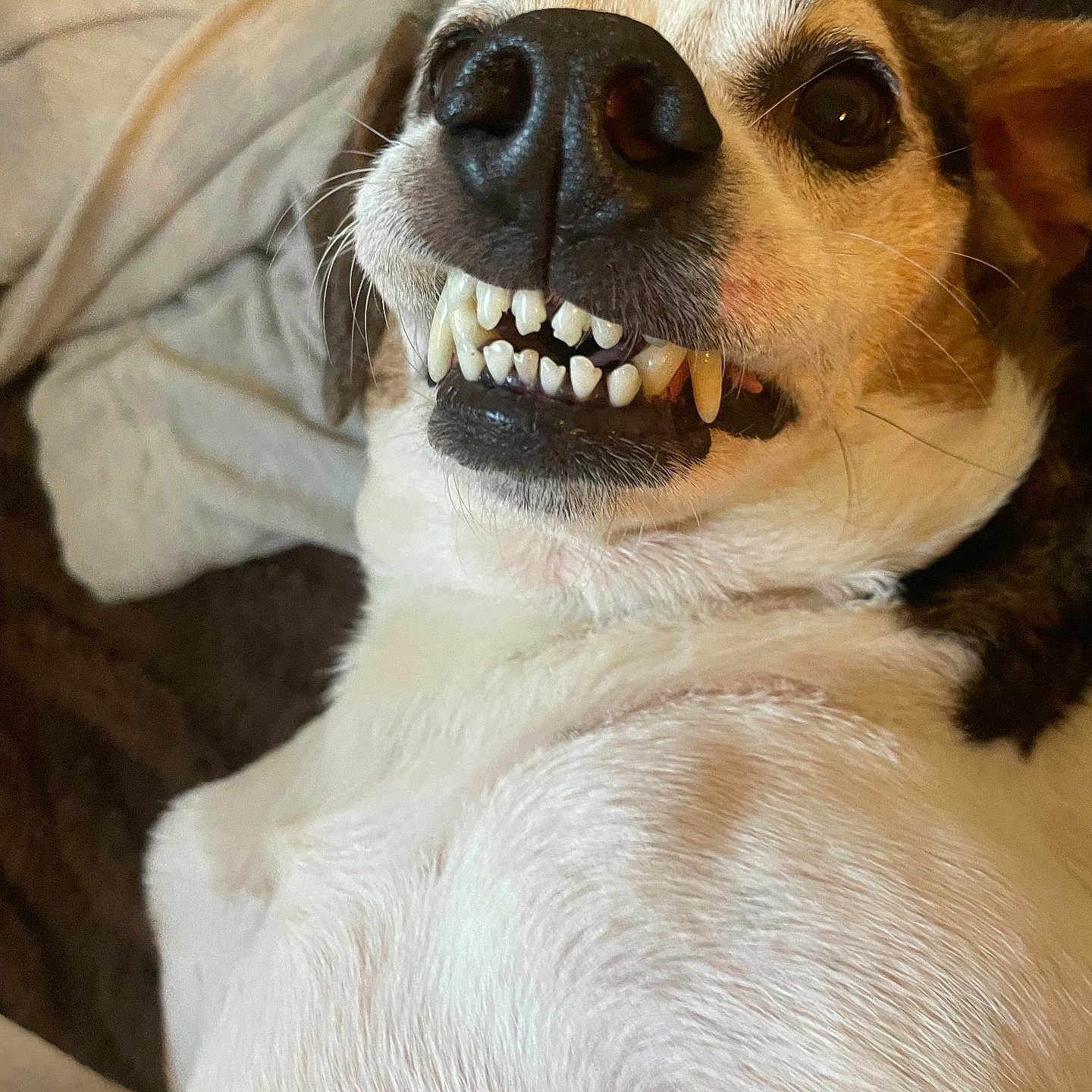 Buddy joined the competition — help win amazing prizes! animal, blanket, brown, canine, close_up, cute, dog, expression, face, fur, grin, indoor, lying_down, pet, playful, relaxed, snout, teeth, whiskers, white