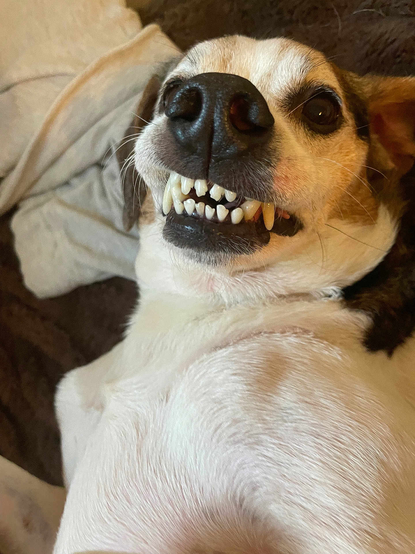 Buddy joined the competition — help win amazing prizes! dog, close_up, teeth, grin, lying_down, blanket, brown, white, fur, pet, animal, indoor, cute, face, snout, expression, playful, canine, relaxed, whiskers