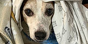 Buddy joined the competition — help win amazing prizes! dog, blanket, bed, indoor, cozy, pet, animal, fur, face, eyes, nose, comfort, resting, cute, sleepy, fabric, pattern, wrapped, warm, relax