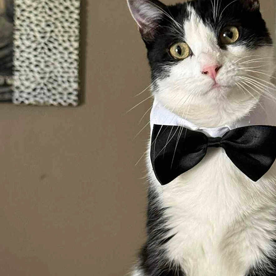 Zeze participe au concours pour gagner de l'argent avec cette photo : animal, black_and_white, bow_tie, cat, collar, curious, cute, ears, eyes, feline, furniture, furry, home, indoor, nose, pet, portrait, sitting, wall_art, whiskers