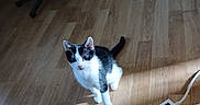 Zeze a rejoint le concours — aidez-le/la à gagner de superbes lots ! accessories, animal, cat, chair, couch, diningtable, electricaldevice, electronics, furniture, hardwood, indoors, interiordesign, kitten, manx, pet, plywood, remotecontrol, strap, table, wood