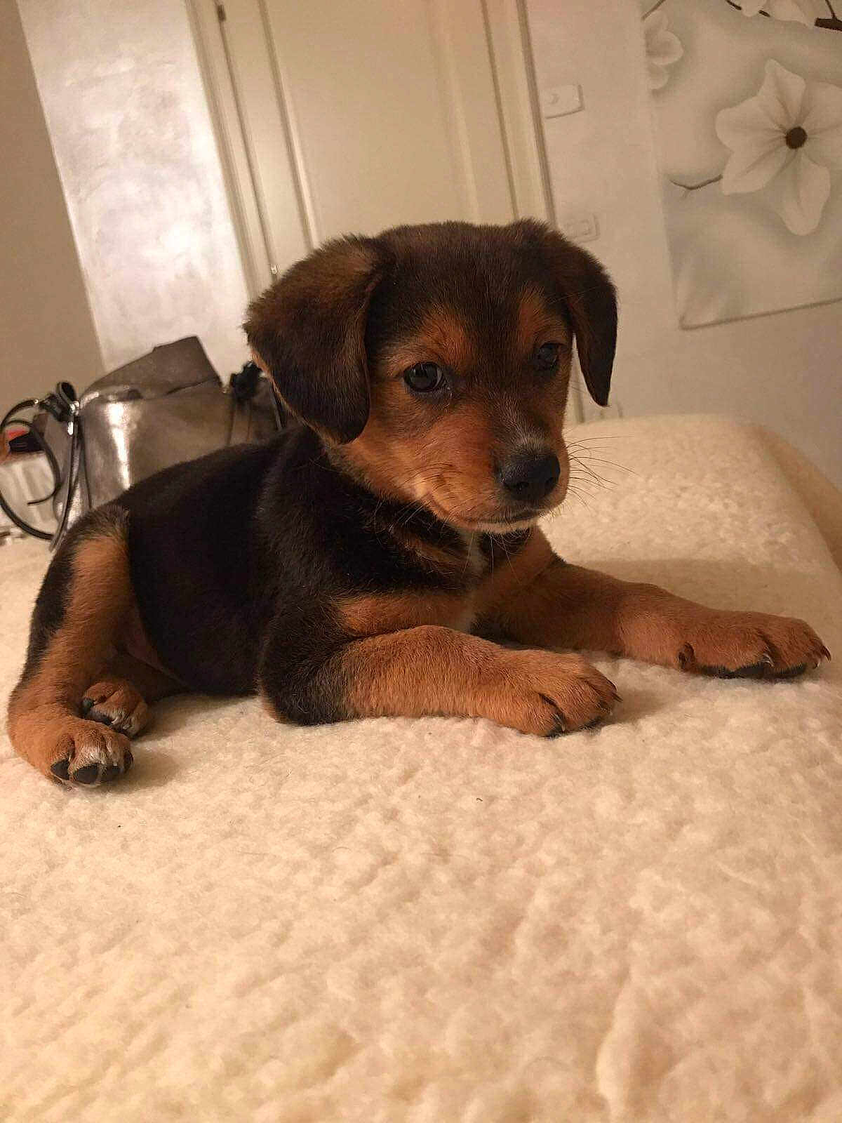 Damon participe au concours pour gagner de l'argent avec cette photo : puppy, dog, pet, indoor, blanket, brown, black, fur, cute, lying_down, canine, young, animal, soft_texture, comfort, resting, ears, paws, face, home