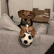 Damon participe au concours pour gagner de l'argent avec cette photo : alert, animal, black_and_white, box, brown_dog, companion, couch, cozy, cute, dog, domestic, fur, guitar, indoor, living_room, paws, pet, playful, soccer_ball, toy