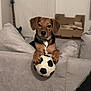 alert, animal, black_and_white, box, brown_dog, companion, couch, cozy, cute, dog, domestic, fur, guitar, indoor, living_room, paws, pet, playful, soccer_ball, toy