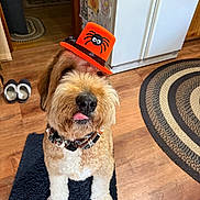 Ace is registered to the contest to win money with this photo: dog, orange_hat, spider_hat, tongue_out, black_rug, wooden_floor, refrigerator, kitchen, magnet, paper, circular_rug, brown_dog, fluffy, collar, indoor, pet, playful, cute, home, animal