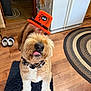 dog, orange_hat, spider_hat, tongue_out, black_rug, wooden_floor, refrigerator, kitchen, magnet, paper, circular_rug, brown_dog, fluffy, collar, indoor, pet, playful, cute, home, animal