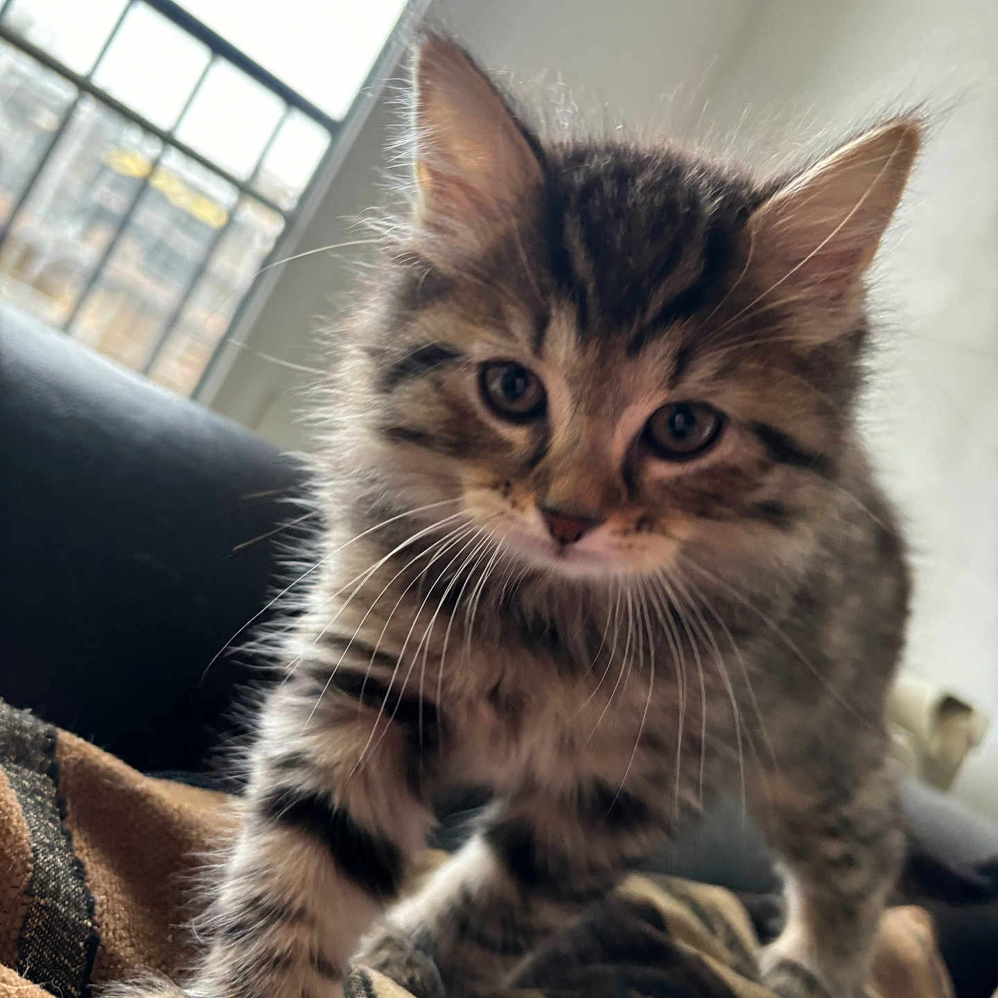 Boulette a rejoint le concours — aidez-le/la à gagner de superbes lots ! animal, blanket, cat, close_up, cozy, curious, cute, domestic_cat, feline, fluffy, fur, indoor, kitten, paw, pet, soft_light, tabby, whiskers, window, young