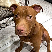 Cairo is registered to the contest to win money with this photo: animal, brown_dog, canine, chair, cushion, dog, domestic_animal, ears, eyes, floor, foot, home, indoor, looking_up, nose, paw, pet, sandal, tile_floor, towel