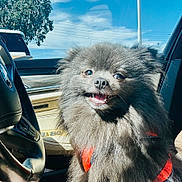 Wolfie joined the competition — help win amazing prizes! dog, pomeranian, pet, car_interior, steering_wheel, sunny, harness, smile, fluffy, black_fur, portrait, close_up, window, seat, dashboard, tongue, eyes, passenger, travel, happy