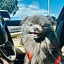 dog, pomeranian, pet, car_interior, steering_wheel, sunny, harness, smile, fluffy, black_fur, portrait, close_up, window, seat, dashboard, tongue, eyes, passenger, travel, happy