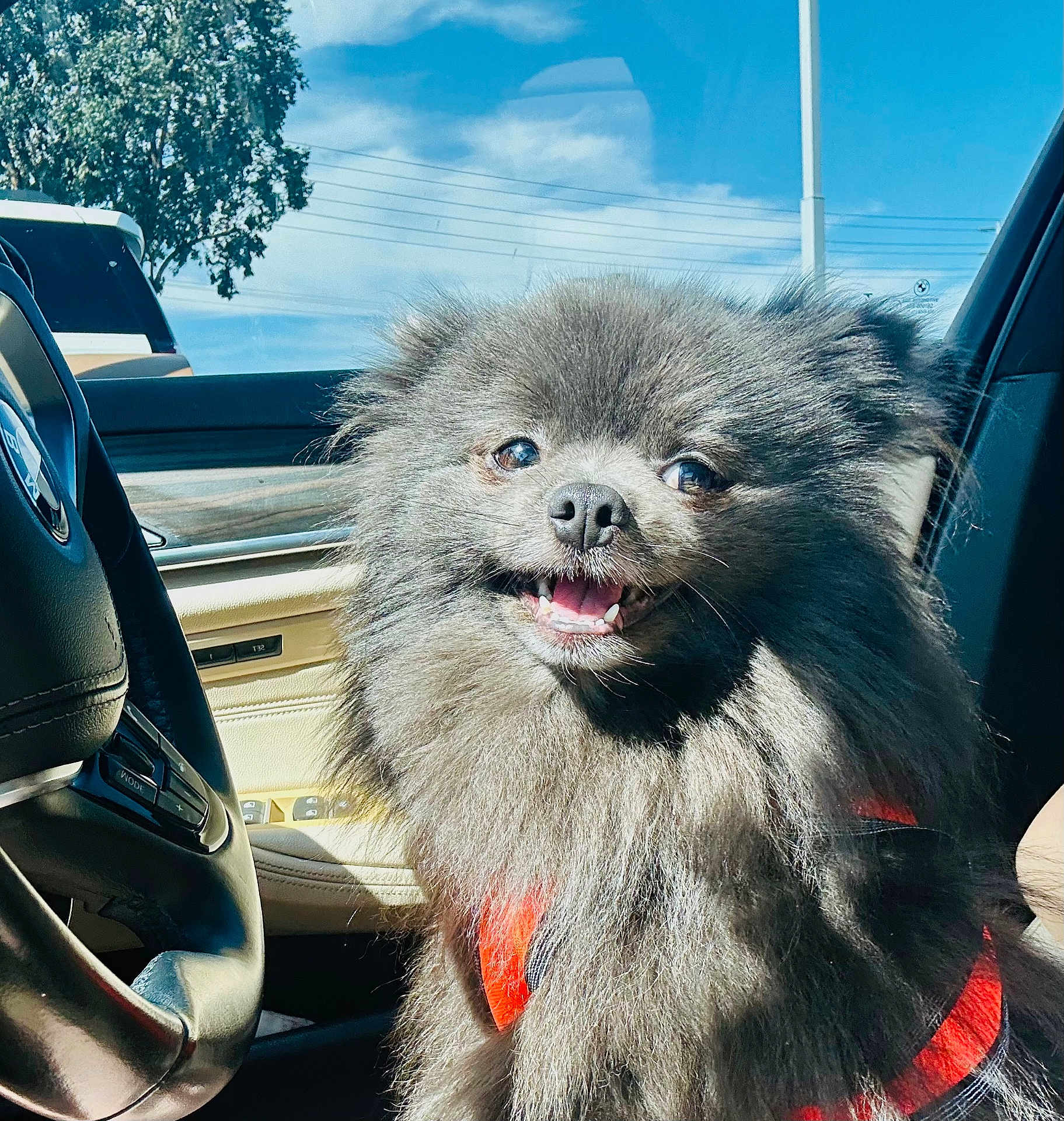 Wolfie joined the competition — help win amazing prizes! dog, pomeranian, pet, car_interior, steering_wheel, sunny, harness, smile, fluffy, black_fur, portrait, close_up, window, seat, dashboard, tongue, eyes, passenger, travel, happy