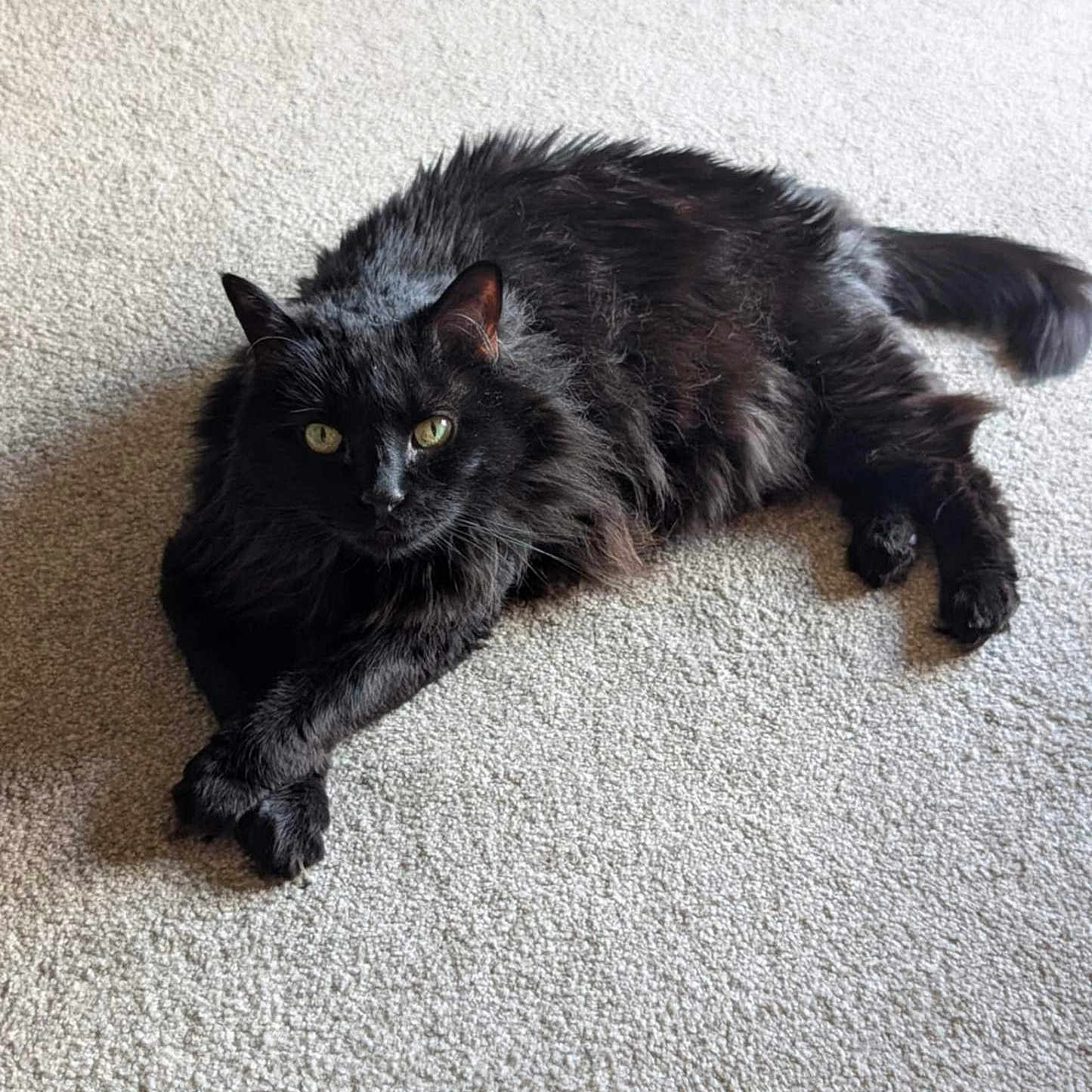 Sadie is registered to the contest to win money with this photo: animal, black_cat, calm, carpet, crossed_paws, cute, domestic_cat, feline, fluffy_fur, green_eyes, home, indoor, mammal, pet, portrait, relaxed, resting, soft_light, tail, whiskers