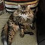 Tika Zld participe au concours pour gagner de l'argent avec cette photo : cat, fluffy, long_hair, striped_pillow, couch, indoor, pet, feline, relaxed, sitting, fur, whiskers, tail, eyes, comfort, home, animal, cute, mammal, domestic
