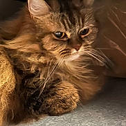 Tika Zld a rejoint le concours — aidez-le/la à gagner de superbes lots ! cat, tabby, fluffy, fur, whiskers, animal, pet, resting, closeup, indoors, cozy, brown, soft, animal_face, feline, cute, relaxed, portrait, laying, paws