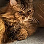 cat, tabby, fluffy, fur, whiskers, animal, pet, resting, closeup, indoors, cozy, brown, soft, animal_face, feline, cute, relaxed, portrait, laying, paws