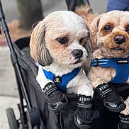 Luke And Rocky joined the competition — help win amazing prizes! dog, pet, stroller, blue_harness, dog_shoes, black_shoes, cute, animal, outdoor, pavement, leash, closeup, two_dogs, fur, small_dog, walking, side_by_side, resting, canine, accessories