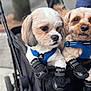dog, pet, stroller, blue_harness, dog_shoes, black_shoes, cute, animal, outdoor, pavement, leash, closeup, two_dogs, fur, small_dog, walking, side_by_side, resting, canine, accessories