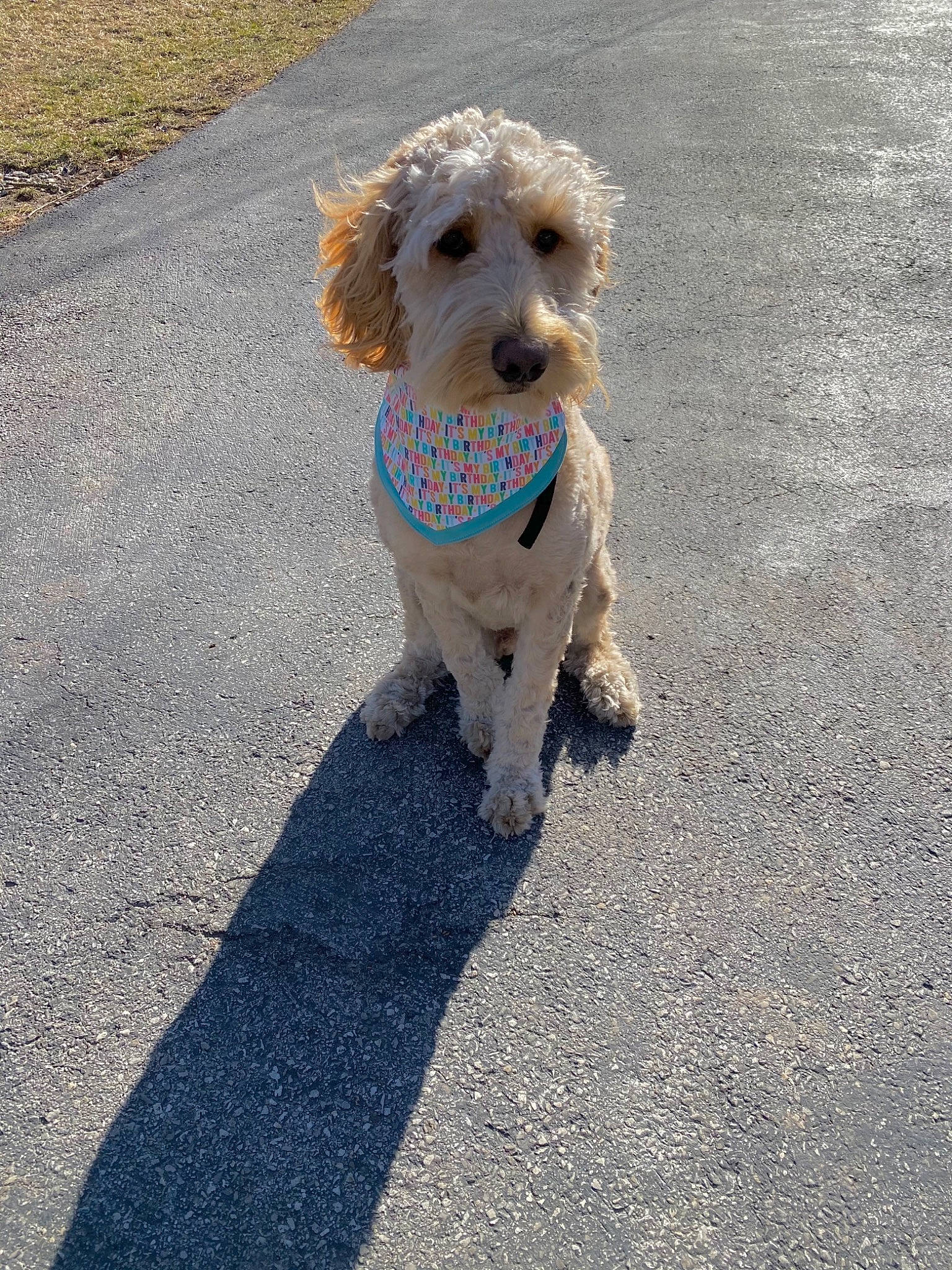King is registered to the contest to win money with this photo: asphalt, carnivore, companion_dog, dog, dog_breed, dog_clothes, dog_collar, dog_supply, fawn, leash, pet_supply, poodle, road_surface, sidewalk, snout, sporting_group, tar, terrier, toy_dog, water_dog