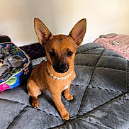 Lola participe au concours pour gagner de l'argent avec cette photo : dog, puppy, pearl_necklace, bed, blanket, quilt, indoor, pet_bed, brown_dog, small_dog, cute, furniture, animal, mammal, domestic_animal, ears, fur, sitting, looking, cozy