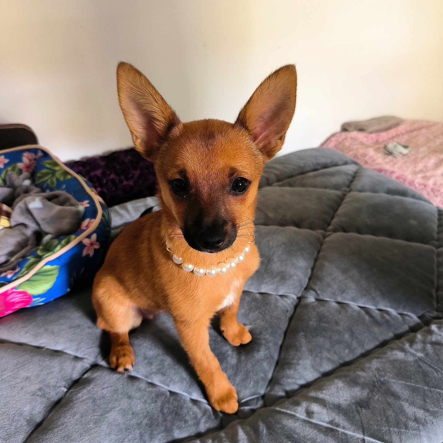 Lola participe au concours pour gagner de l'argent avec cette photo : animal, bed, blanket, brown_dog, cozy, cute, dog, domestic_animal, ears, fur, furniture, indoor, looking, mammal, pearl_necklace, pet_bed, puppy, quilt, sitting, small_dog