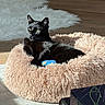 animal, black_cat, blue_toy, carpet, cat, cozy, ear, eye, feline, fluffy, fur, home, indoor, pet_bed, relaxed, resting, sunlight, toy, whiskers, wooden_floor