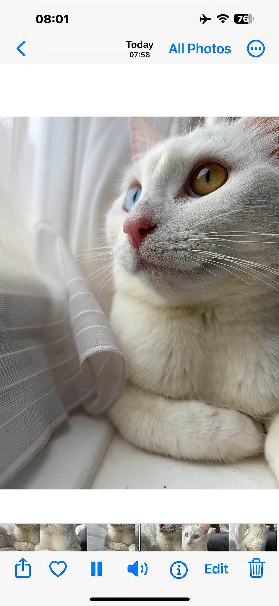 Angel joined the competition — help win amazing prizes! carnivore, cat, claw, comfort, domestic_short_haired_cat, felidae, fur, paw, small_to_medium_sized_cats, snout, tail, whiskers