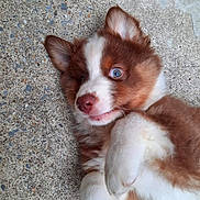 Appy participe au concours pour gagner de l'argent avec cette photo : puppy, dog, blue_eyes, brown_and_white, fur, paw, concrete, playful, cute, lying_down, pet, animal, close_up, young_dog, outdoor, portrait, expression, ears, whiskers, nose
