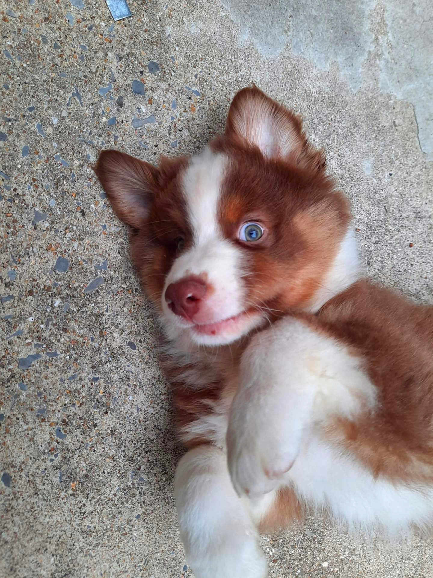 Appy participe au concours pour gagner de l'argent avec cette photo : puppy, dog, blue_eyes, brown_and_white, fur, paw, concrete, playful, cute, lying_down, pet, animal, close_up, young_dog, outdoor, portrait, expression, ears, whiskers, nose