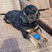 Oslo participe au concours pour gagner de l'argent avec cette photo : animal, backyard, black_and_tan, blue_ball, canine, daylight, dog, furniture, leisure, lounge, outdoor, paw, pet, playful, relaxed, resting, summer, sunlight, wooden_deck, woven_chair