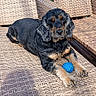 animal, backyard, black_and_tan, blue_ball, canine, daylight, dog, furniture, leisure, lounge, outdoor, paw, pet, playful, relaxed, resting, summer, sunlight, wooden_deck, woven_chair