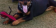 Daisy is registered to the contest to win money with this photo: rottweiler, dog, puppy, grass, toy, chew_toy, outdoor, fence, black_post, tongue_out, happy, pet, animal, canine, playful, lying_down, smiling, collar, young_dog, nature