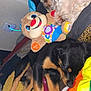 Daisy joined the competition — help win amazing prizes! dog, sleeping, stuffed_toy, bed, blanket, colorful, cozy, indoor, cute, pets, fur, animal, resting, toy, black_dog, brown_dog, soft, home, relaxation, companion