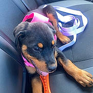 Daisy joined the competition — help win amazing prizes! puppy, rottweiler, dog, car_seat, harness, toy, orange, pink, leash, black, brown, pet, chewing, playful, animal, canine, young, indoor, seatbelt, vehicle