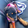 puppy, rottweiler, dog, car_seat, harness, toy, orange, pink, leash, black, brown, pet, chewing, playful, animal, canine, young, indoor, seatbelt, vehicle