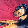Daisy joined the competition — help win amazing prizes! dog, sleeping, tongue_out, black_and_tan, pet, resting, blanket, indoor, paw, fur, cute, animal, canine, relaxed, cozy, bed, sleep, mammal, domestic_animal, companion