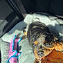Nõva Oceans is registered to the contest to win money with this photo: puppy, dog, blanket, toy, car_seat, seatbelt, chewing, treat, sleepy, sunlight, paw, fur, cute, pet, indoor, cozy, resting, animal, canine, relaxed