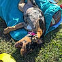 Nõva Oceans is registered to the contest to win money with this photo: puppy, dog, grass, playful, blue_bag, yellow_cone, outdoor, sunlight, animal, pet, collar, cheerful, lying_down, nature, young_dog, canine, fun, tongue_out, paw, cheeky