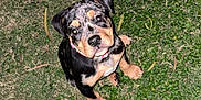 Nõva Oceans is registered to the contest to win money with this photo: puppy, dog, grass, outdoor, pet, animal, cute, sitting, young, black, tan, collar, ears, eyes, nose, fur, nature, ground, looking_up, adorable