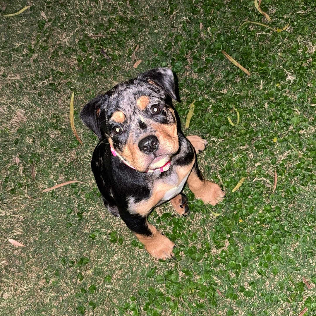 Nõva Oceans is registered to the contest to win money with this photo: adorable, animal, black, collar, cute, dog, ears, eyes, fur, grass, ground, looking_up, nature, nose, outdoor, pet, puppy, sitting, tan, young