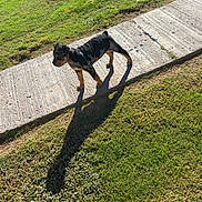 Nõva Oceans is registered to the contest to win money with this photo: dog, puppy, grass, sidewalk, shadow, outdoor, sunlight, black_and_brown, pet, animal, nature, young_dog, walking, daytime, concrete, playful, park, canine, sunshine, greenery