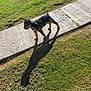 dog, puppy, grass, sidewalk, shadow, outdoor, sunlight, black_and_brown, pet, animal, nature, young_dog, walking, daytime, concrete, playful, park, canine, sunshine, greenery