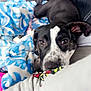 Rubi is registered to the contest to win money with this photo: dog, black_and_white, blanket, car_interior, seat, resting, close_up, pet, animal, comfort, snuggling, looking, human_arm, fabric, casual, indoor, portrait, cute, cozy, relaxed